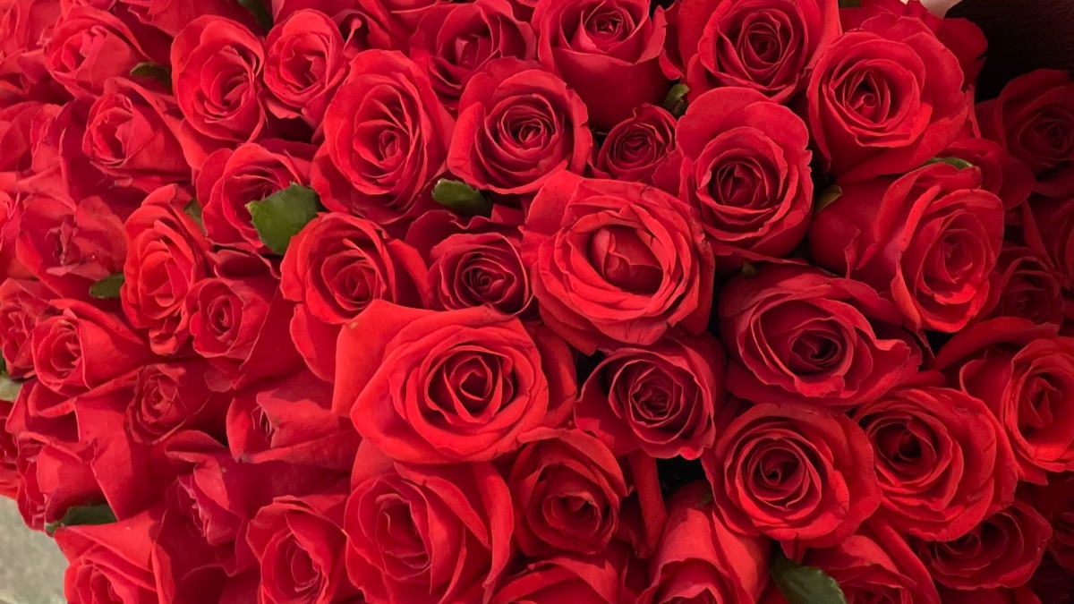 2月14日はフラワーバレンタイン、世界で一番花を贈る日！広島では99本のバラと撮影・花無料配布も