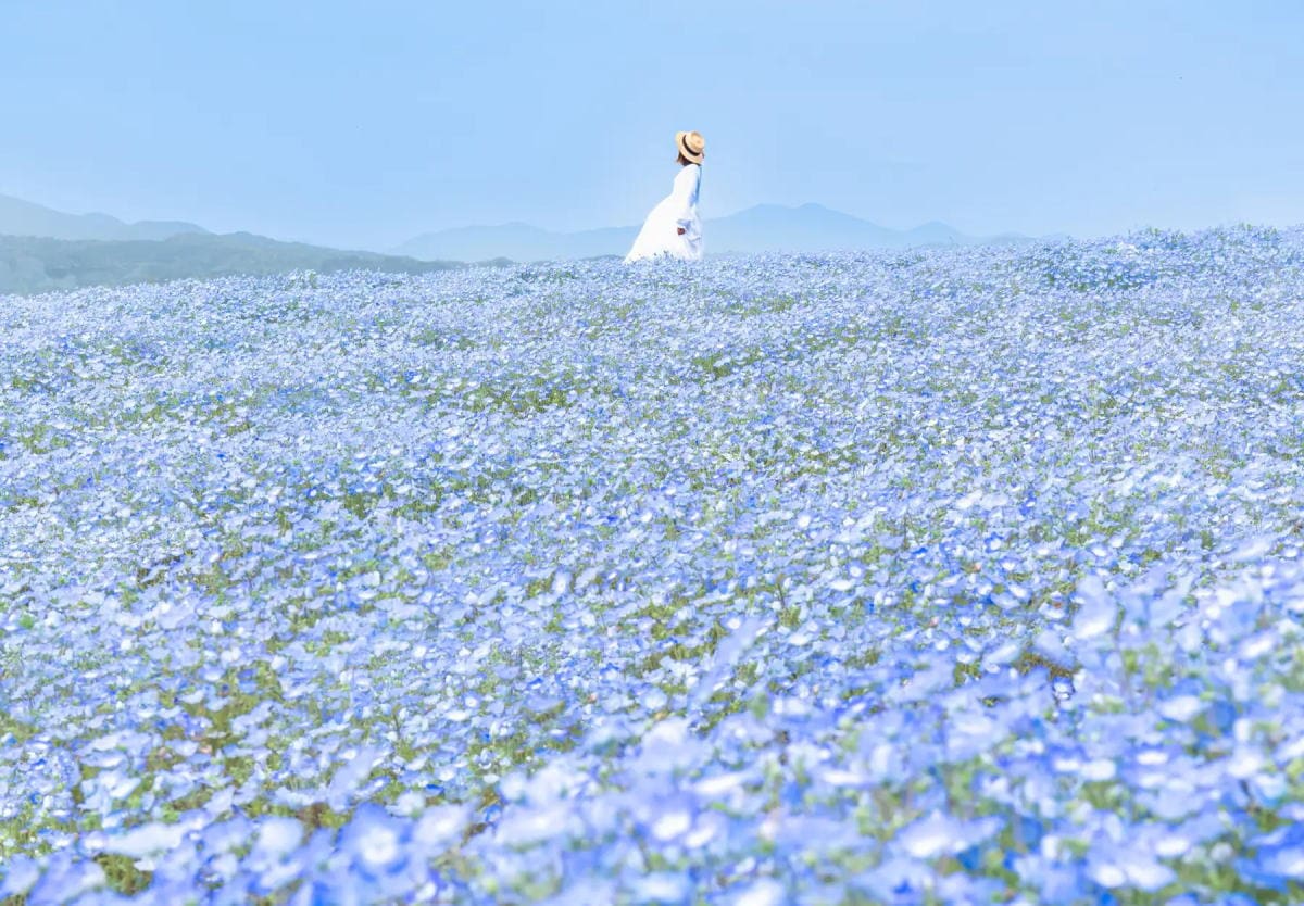 花夢の里「芝桜とネモフィラの丘」3月30日スタート、西日本最大級・ピンクとブルーの花の世界