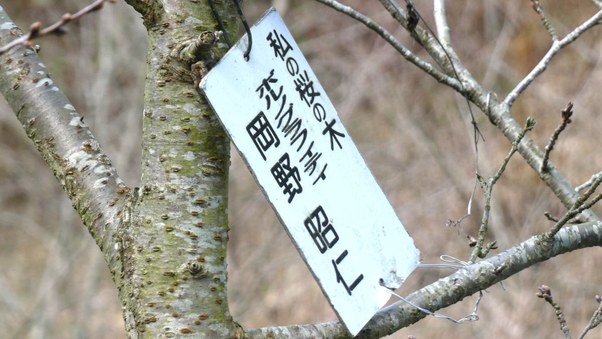 因島に「アキヒトの桜」奥山ダムの桜並木400本の中に、ポルノグラフィティ岡野昭仁の木