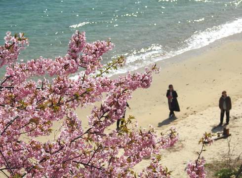 ピンクあざやか！因島「船隠し公園」の河津桜がみごろ、ベンチもあり
