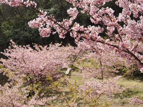 広島の河津桜スポット、因島「船隠し公園」
