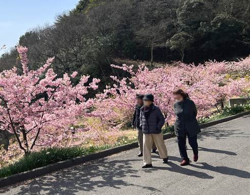 尾道市因島「船隠し公園」に水仙と河津桜の風景