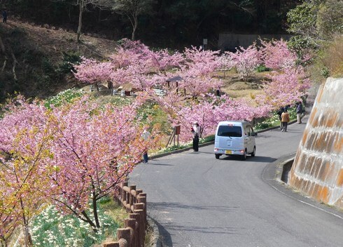 早咲きの桜スポット、因島「船隠し公園」で河津桜がみごろ