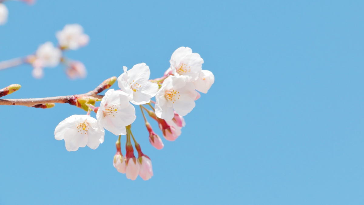 ついに広島も桜開花宣言、2024年は寒の戻りで予想より遅く