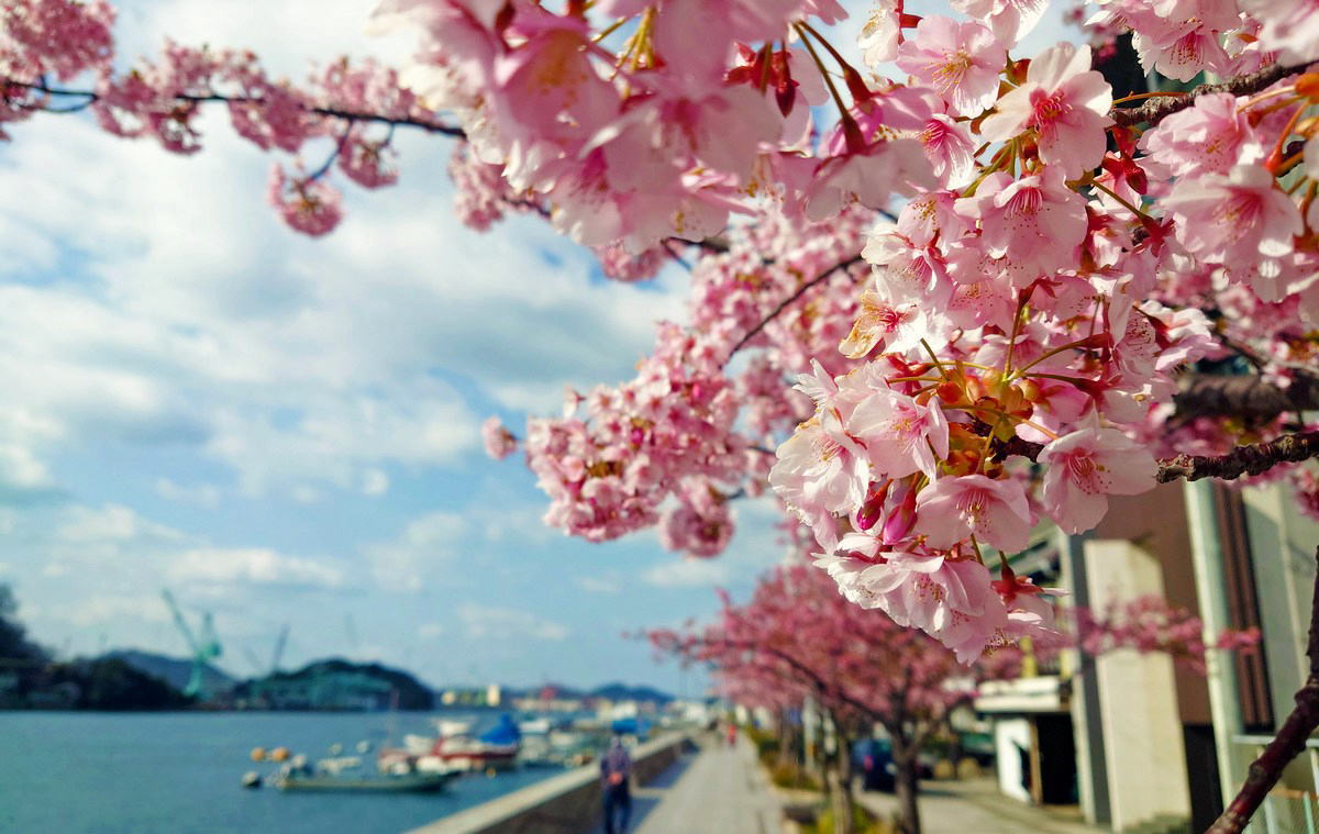尾道水道沿いの河津桜、一足早い春とそよ風感じながら海沿い散歩