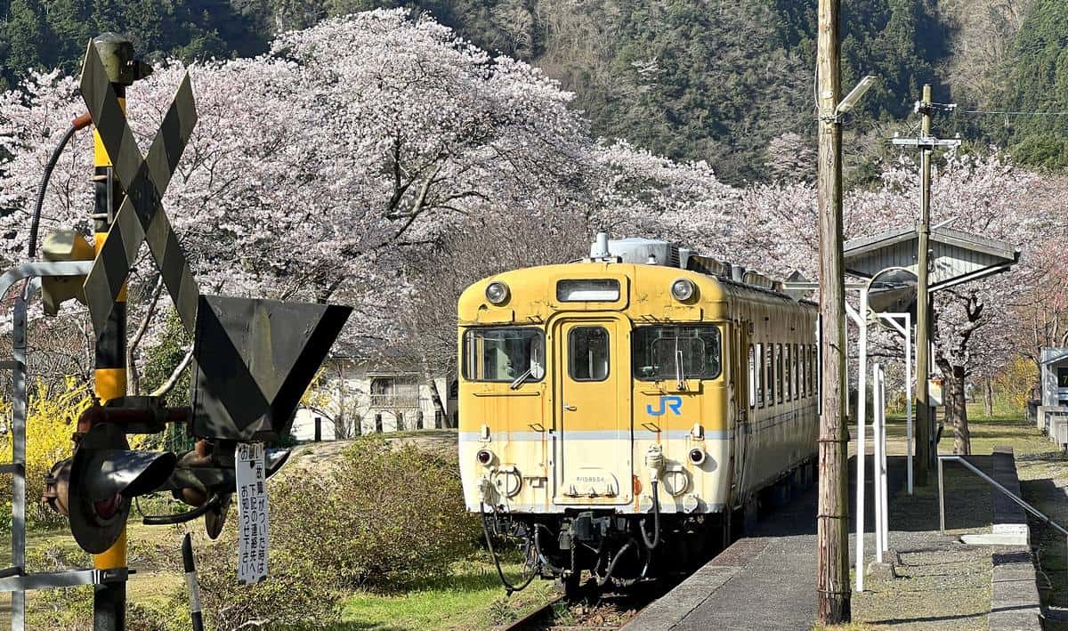 満開！レトロ車両が咲き誇る春の花々に包まれる、安野花の駅公園の風景（安芸太田町）