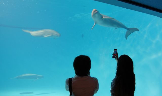 5月5日「こどもの日」に無料になる、広島の施設「宮島水族館」
