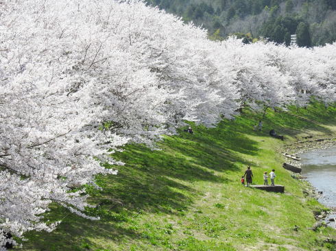 満開時の白竜湖の桜