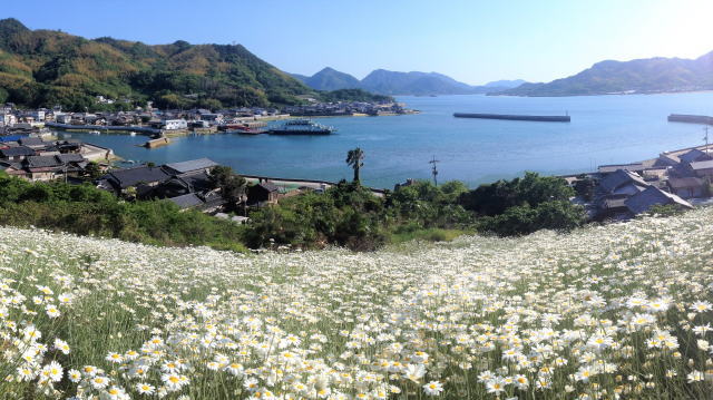 青い空と海に映える！因島の除虫菊、5月は尾道いんのしま除虫菊まつり開催