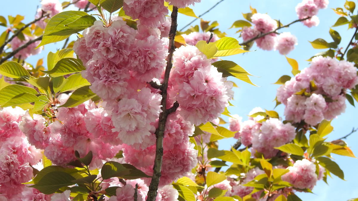 広島造幣局の桜 花のまわりみち2024スタート、わずか7日間 八重桜の園へ
