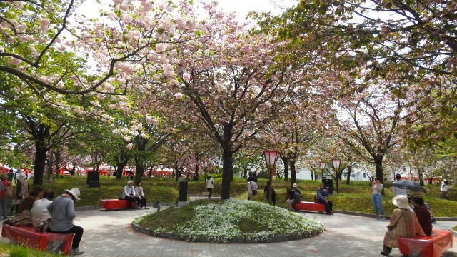 造幣局広島支局 花のまわりみち 桜の開花時の様子