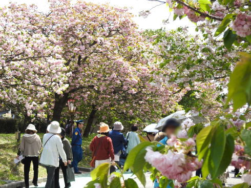 造幣局広島支局 花のまわりみち 過去撮影時の桜の様子