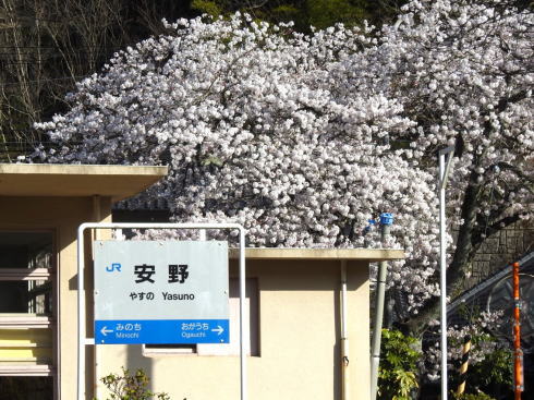 安野花の駅公園（広島県安芸太田町）桜の時期の写真