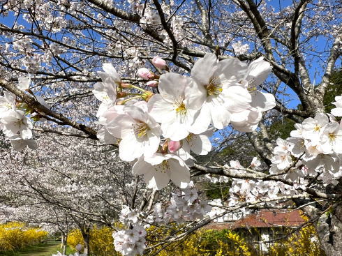 安野花の駅公園（広島県安芸太田町）の桜