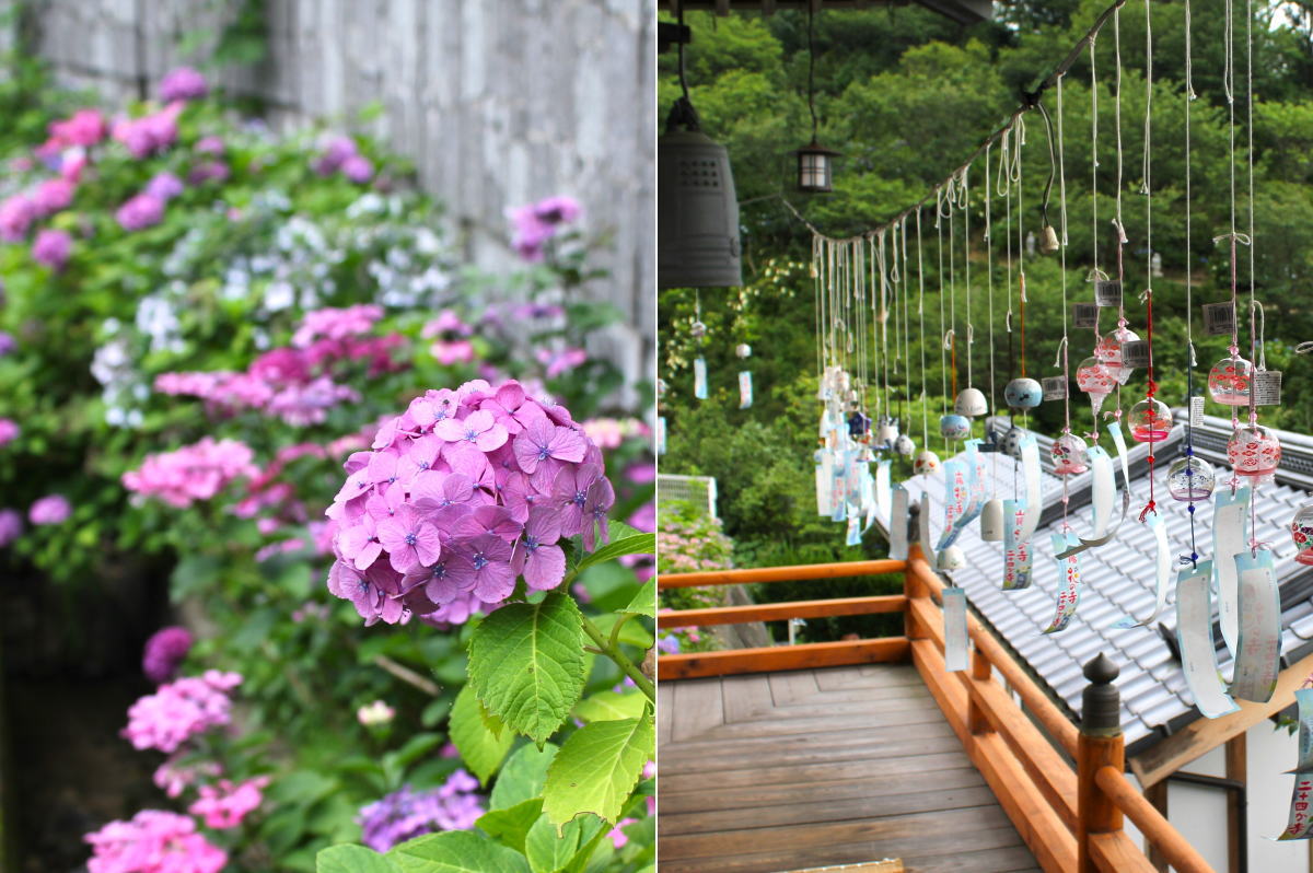 5000株の紫陽花と風鈴で涼やかに、広島市 観音寺であじさい祭り