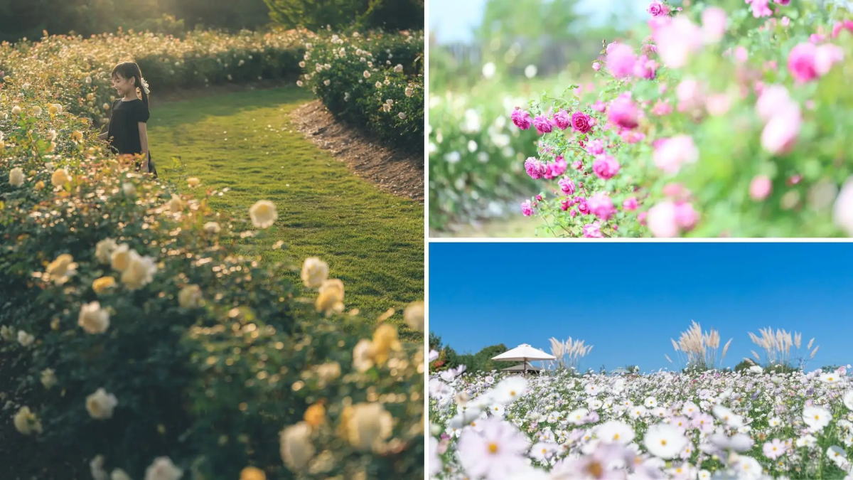 秋の花園・世羅高原花の森オープン、バラとコスモス・紅葉も