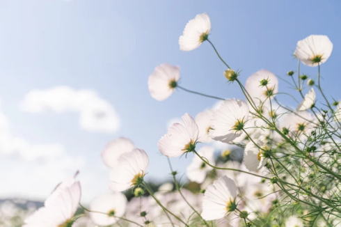 世羅高原花の森 秋の様子1