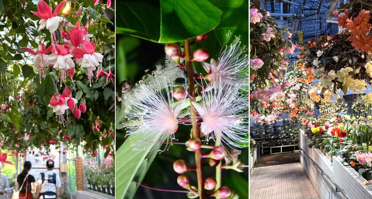 夜のお花見はちょっと特別感 広島市植物公園の夜間開園、夜に咲き・香る花