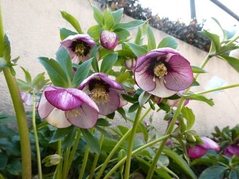 尾道因島フラワーセンター 園内の花たち