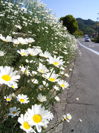 尾道因島フラワーセンター 近くの除虫菊スポット