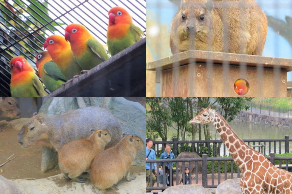 5年ぶりカムバック！福山市立動物園まつり 入園無料で開催