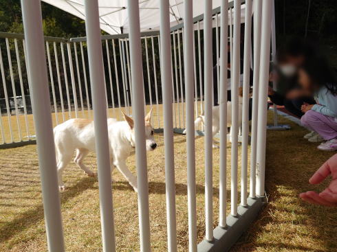 広島県動物愛護センター 保護犬・猫 見学