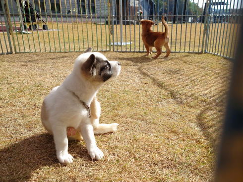 広島県動物愛護センター 保護犬 見学2