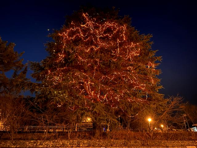 宮浜温泉のシンボルツリー、イルミネーション点灯中