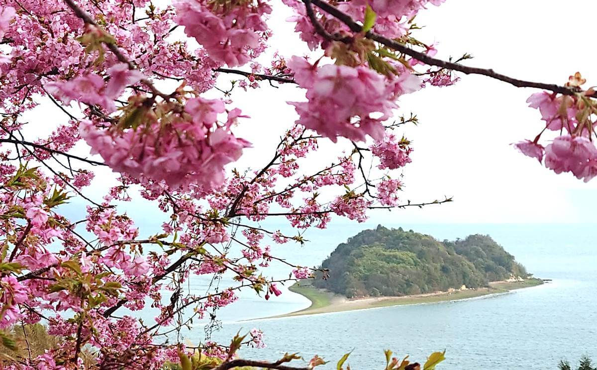 大芝島の河津桜が満開、東広島市でハート島がピンクに包まれる春