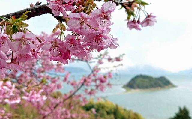 大芝島の河津桜と、ハート島（広島県東広島市）