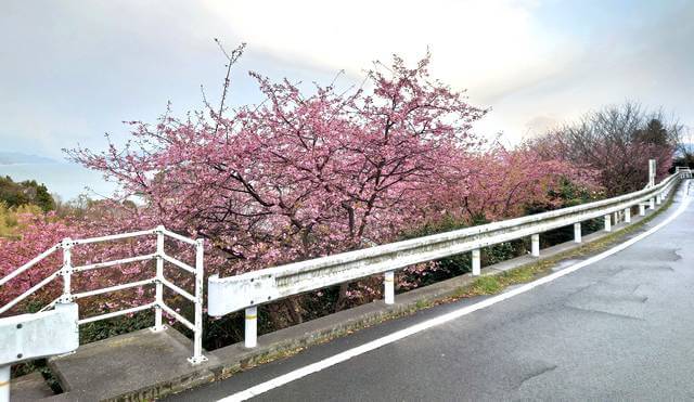 大芝島の河津桜が満開、見られる場所はハート島の展望地