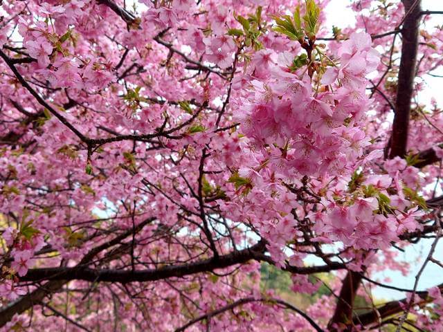 大芝島の河津桜シーズンは、例年2月下旬～3月上旬まで