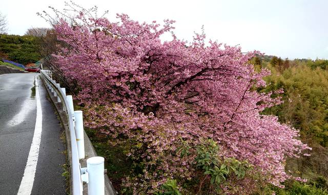 大芝島の河津桜がみごろ、ハート島の見えるあの場所にだけ咲いている