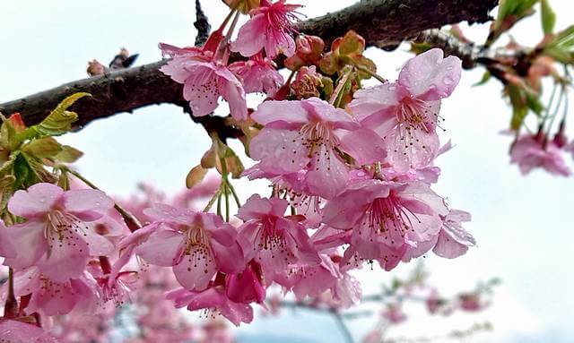 広島のプチ河津桜スポット、大芝島