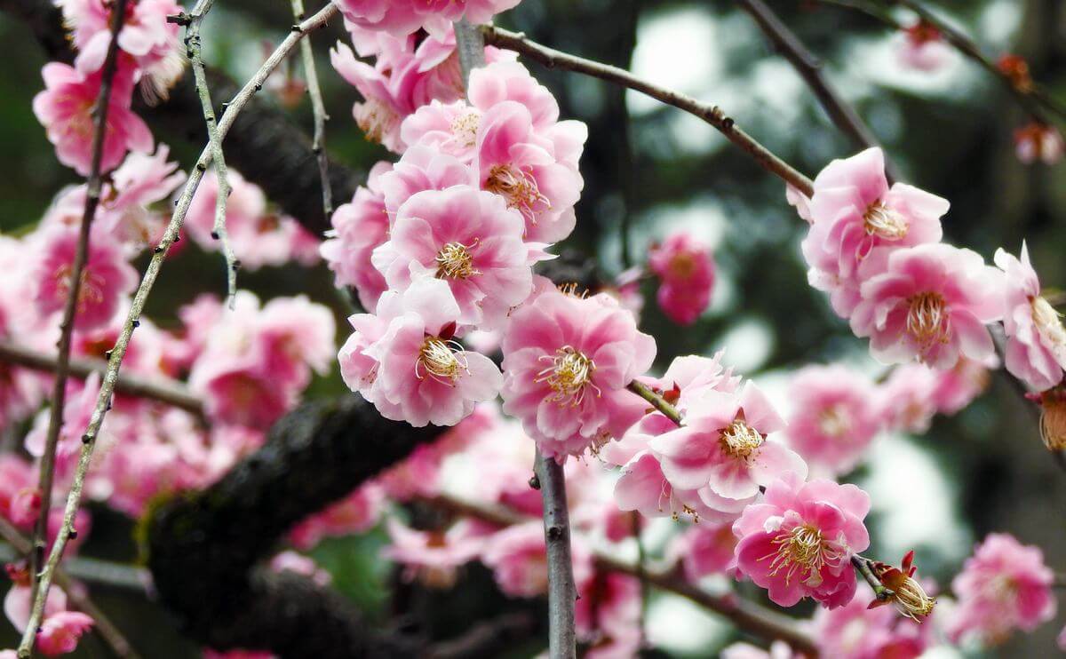 今年は遅咲き「梅の花」広島・縮景園で