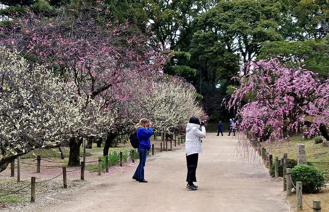 今年は遅咲き「梅の花」広島・縮景園の梅に見入る外国人たち