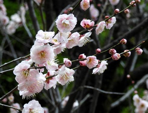 2025年3月中旬でも「梅の花」広島・縮景園でお花見楽しむ