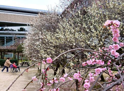 縮景園でシーズン最後の梅を楽しむ人々