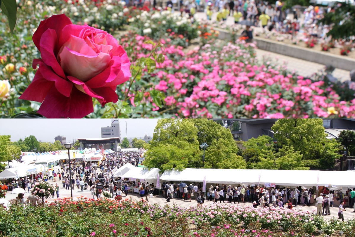 ばら祭りに手嶌葵、かりゆし58登場!豪華ステージに、ランタンリリース企画も