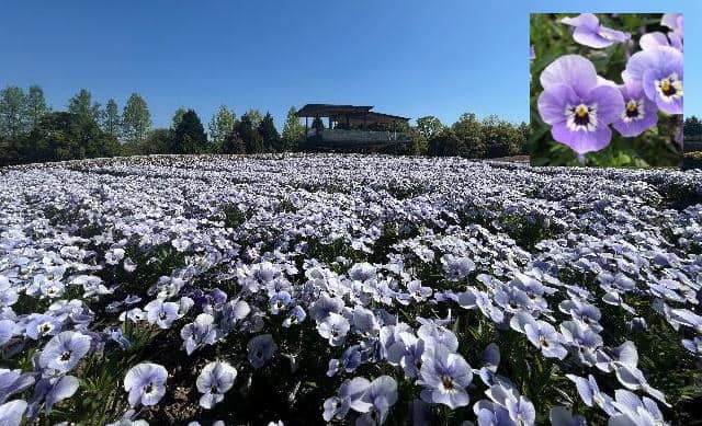 備北丘陵公園でビオラがみごろ!