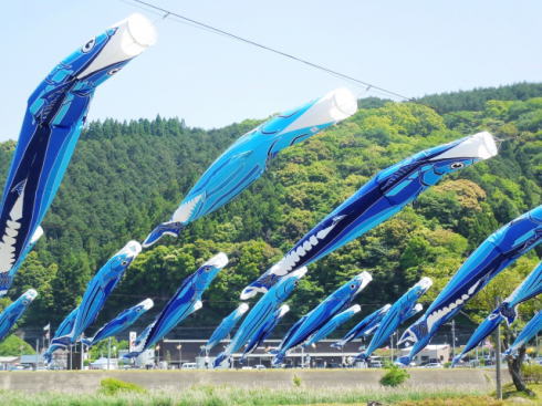 カツオと鯉のぼりの川渡し 画像