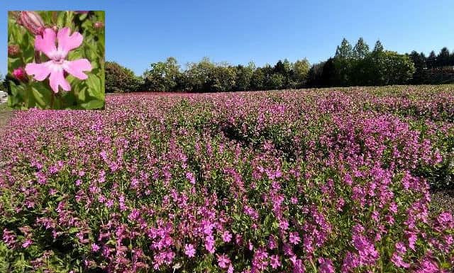 備北丘陵公園で桜ナデシコ咲き始め