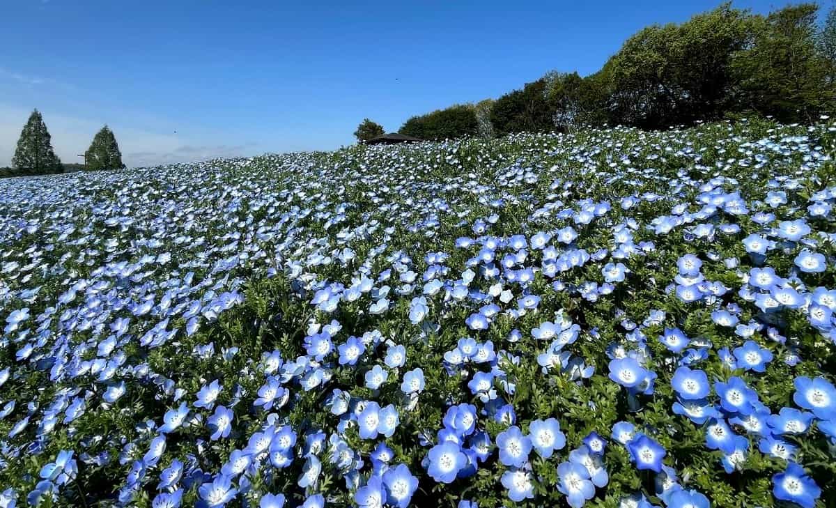 ネモフィラ・ビオラ・ナデシコなど、広島の県北で春の花がみごろ!