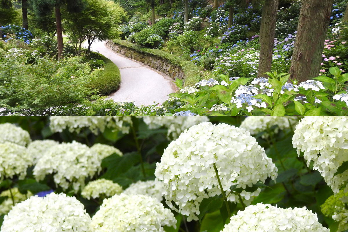 梅雨にも映える100種のアジサイ！三景園 花まつり6月スタート