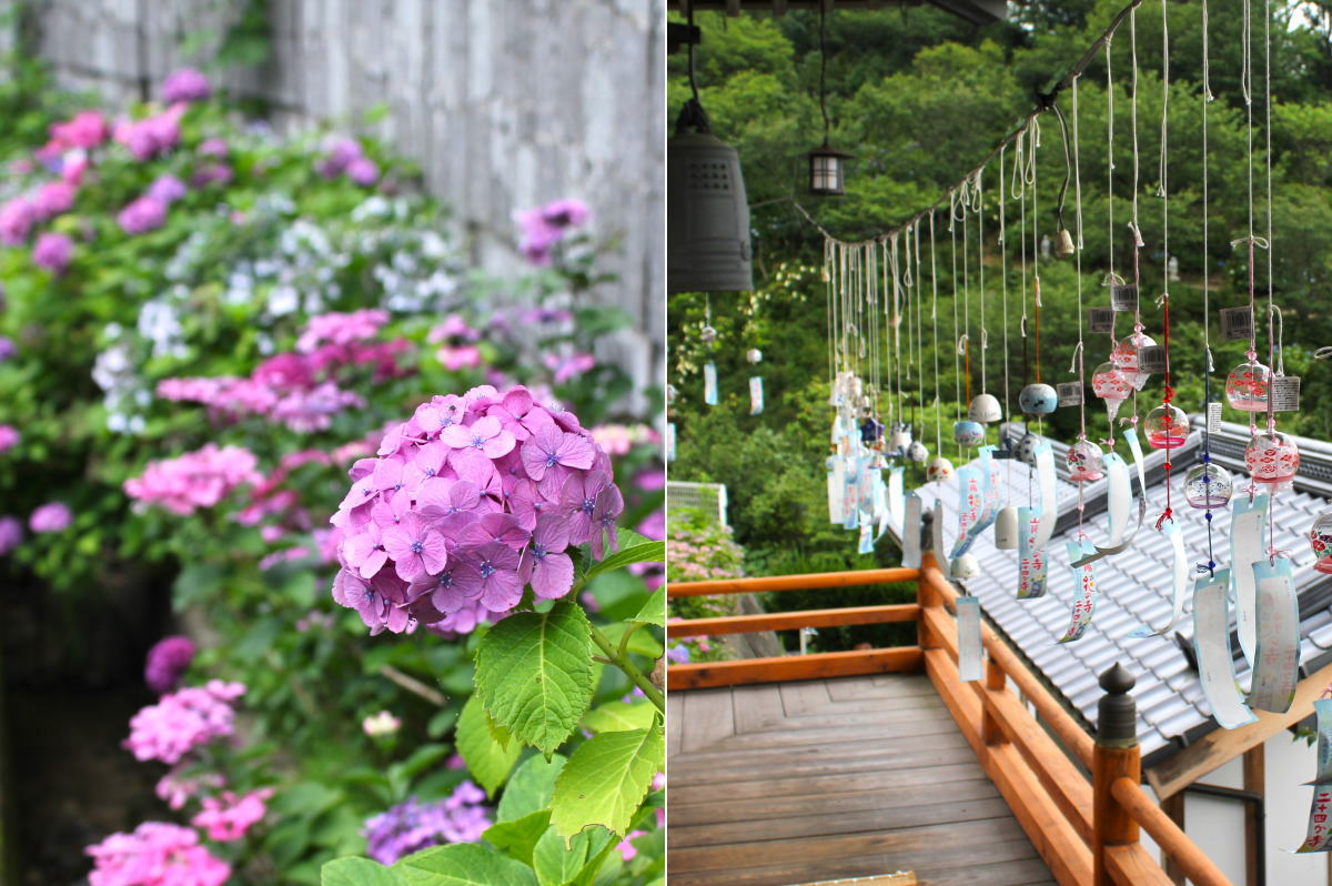 5000株の紫陽花に風鈴の音、広島市のあじさい寺・観音寺で祭りも