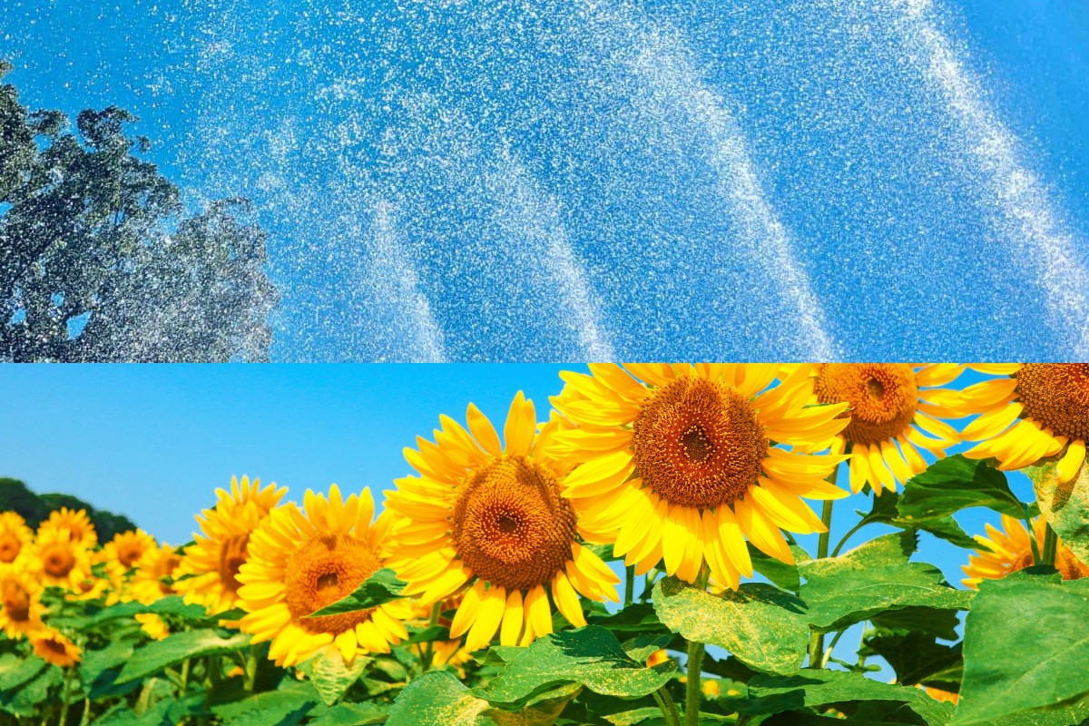広島市植物公園サマーフェア2024開催、水遊び・涼しい屋内・ヒマワリも見ごろに!