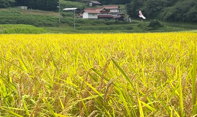 三河内地区（広島県庄原市）田んぼの風景1