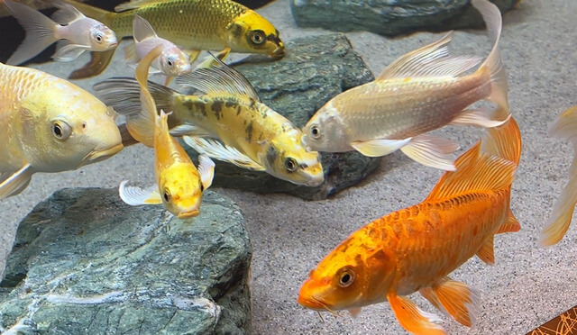 広島もとまち水族館、珊瑚の箱庭ゾーン