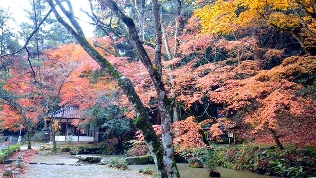 広島県三原市の紅葉スポット「佛通寺」が見頃に
