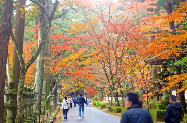広島の人気紅葉スポット「佛通寺」もみじの美しいグラデーション